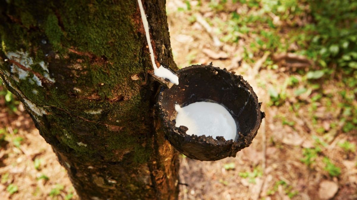 Sindicato Rural abre três cursos gratuitos em maio; sangria de seringueira tem início nesta terça