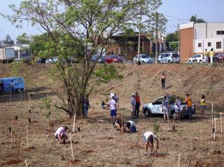 Plantio de árvores conta com participação de munícipes no bairro Regissol