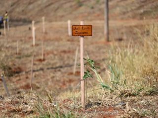 Plantio de árvores conta com participação de munícipes no bairro Regissol