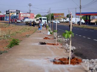 Plantio de árvores conta com participação de munícipes no bairro Regissol