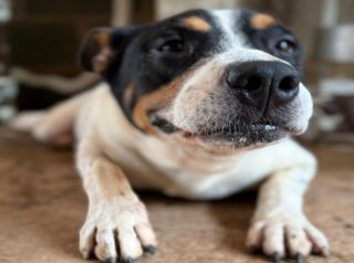 Tonhão busca um lar: Campanha de adoção na Ampa