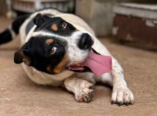 Tonhão busca um lar: Campanha de adoção na Ampa