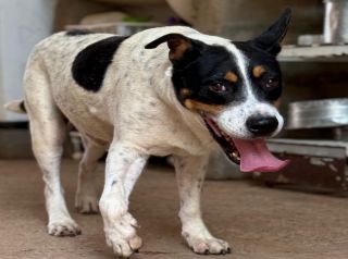 Tonhão busca um lar: Campanha de adoção na Ampa