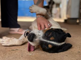 Tonhão busca um lar: Campanha de adoção na Ampa