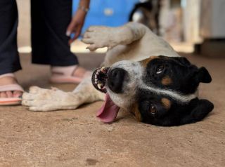 Tonhão busca um lar: Campanha de adoção na Ampa